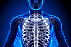 How many ribs does a person have: anatomy and interesting facts